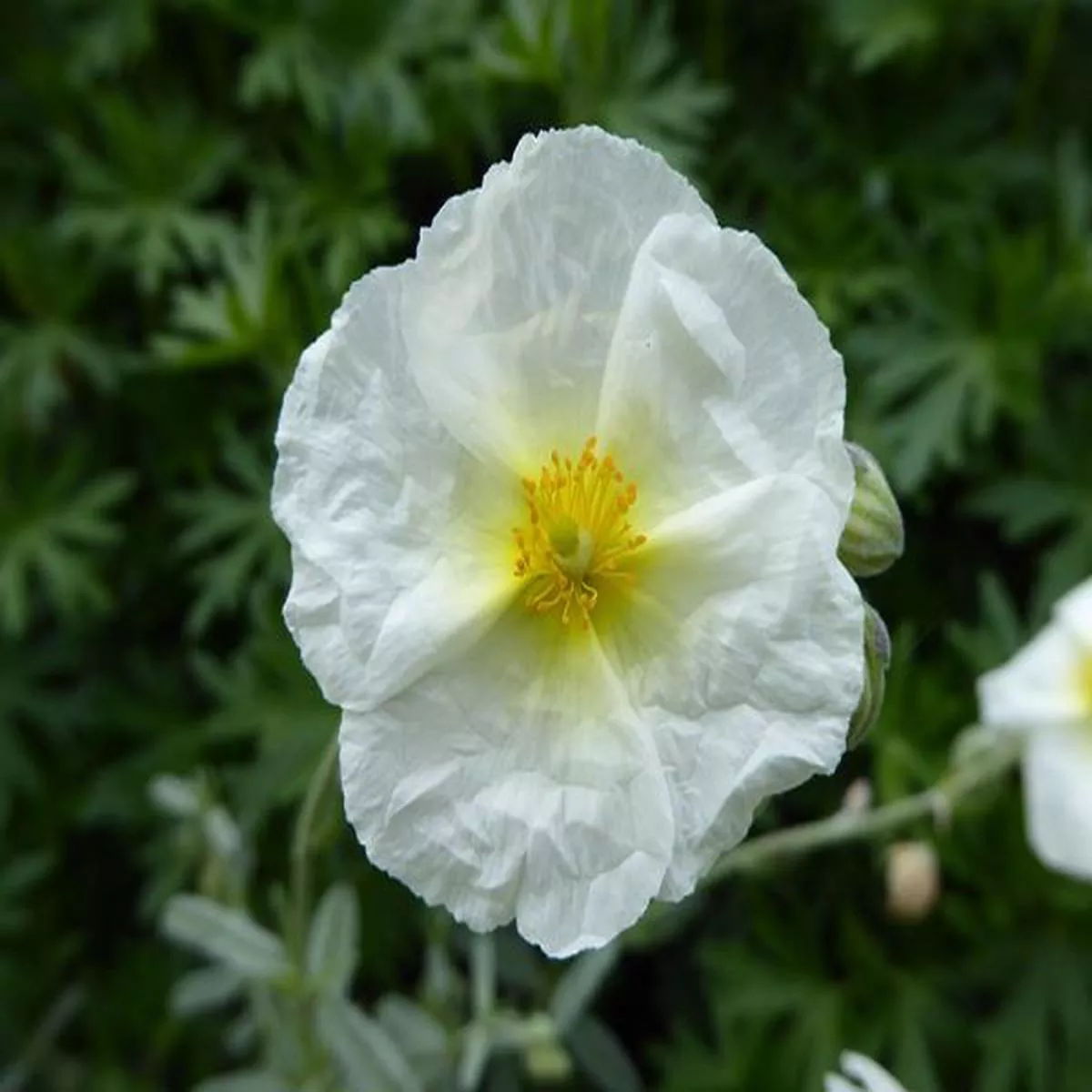 Helianthemum The BrideRock Rose