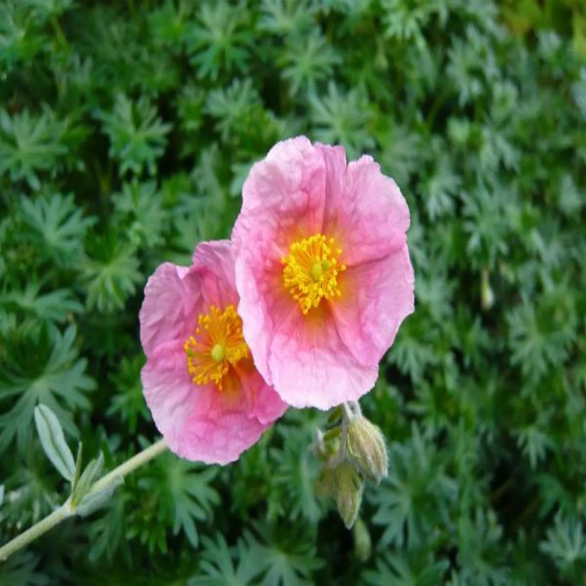 Helianthemum Wisley PinkRock Rose