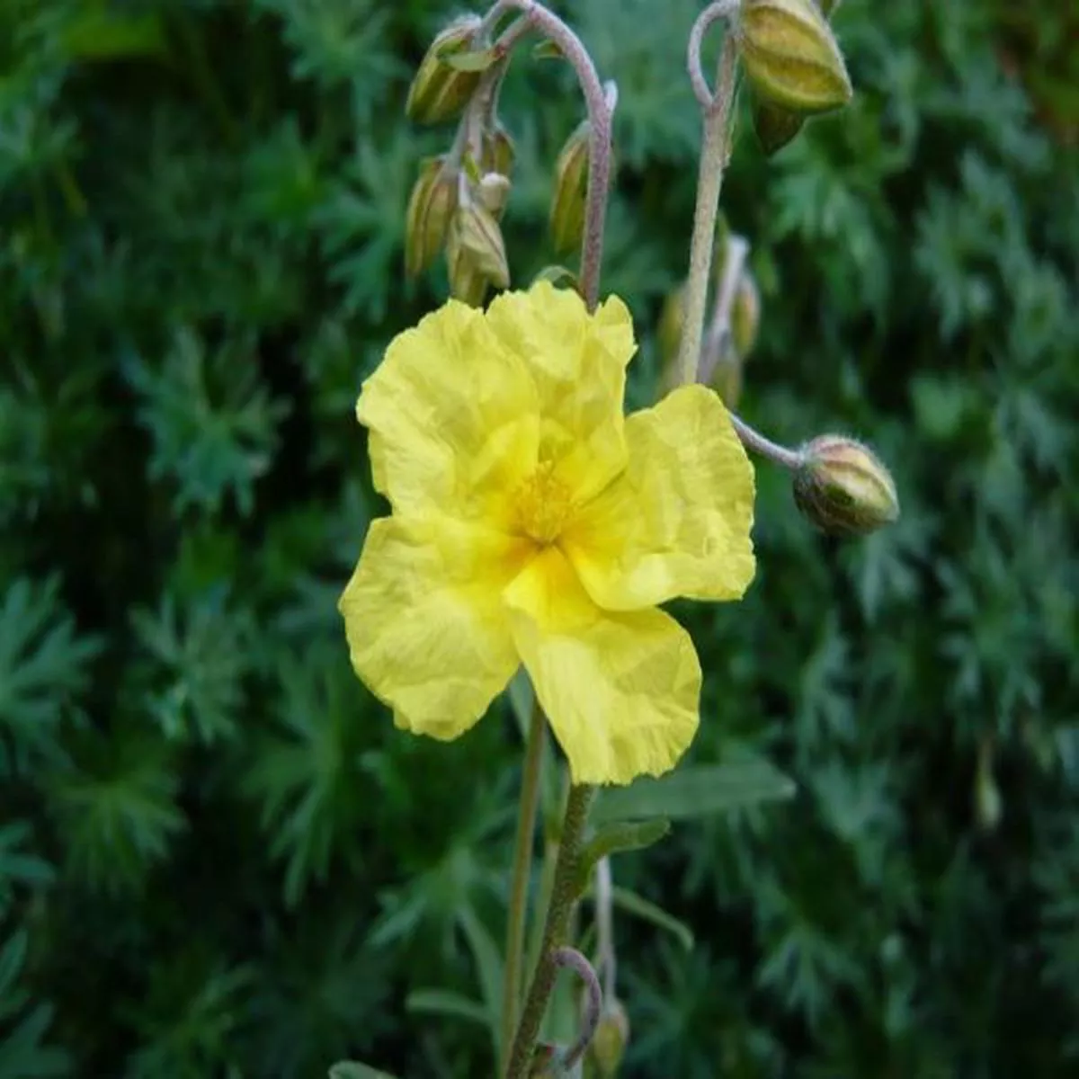 Helianthemum Wisley PrimroseRock Rose