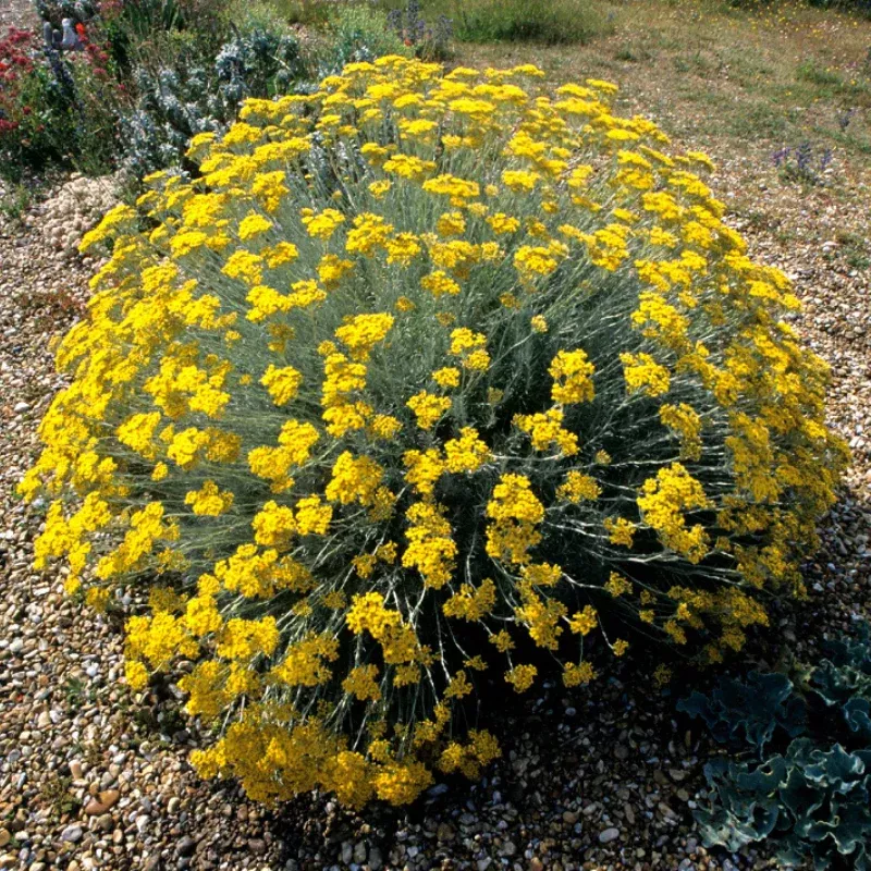 Helichrysum Curry Plant Plant Plug (Helichrysum italicum) – Fragrant Silver Foliage Resembling Curry. Perfect for Dry Gardens