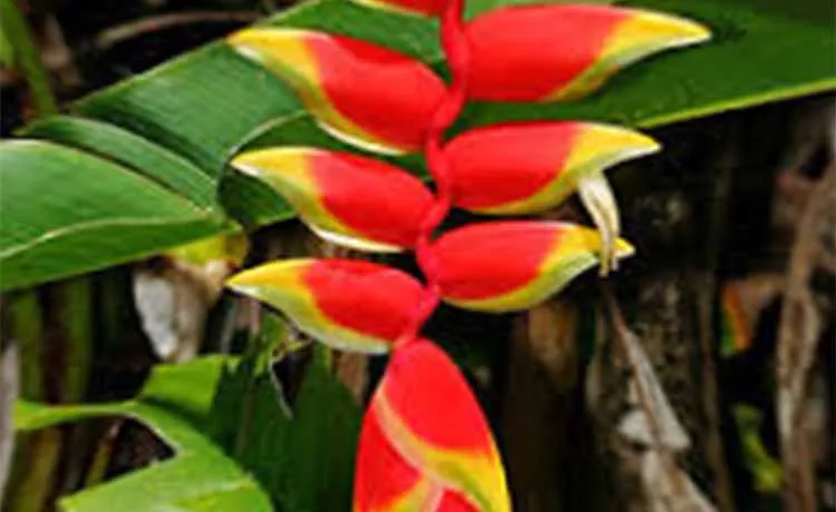 Heliconia Lobster Claw Flower