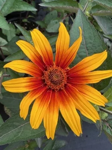 Heliopsis helianthoides 'Summer Night' / False Sunflower