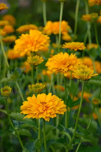 Heliopsis helianthoides 'Summer Sun' / False Sunflower