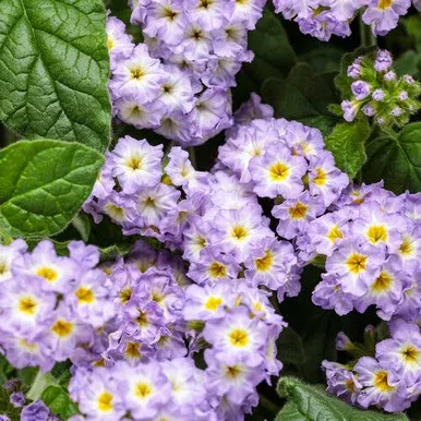 Heliotropium arborescens 'Augusta Lavender'