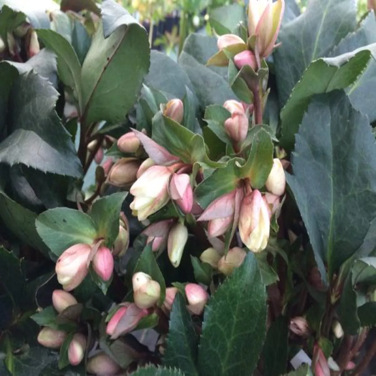 Helleborus Angel Glow