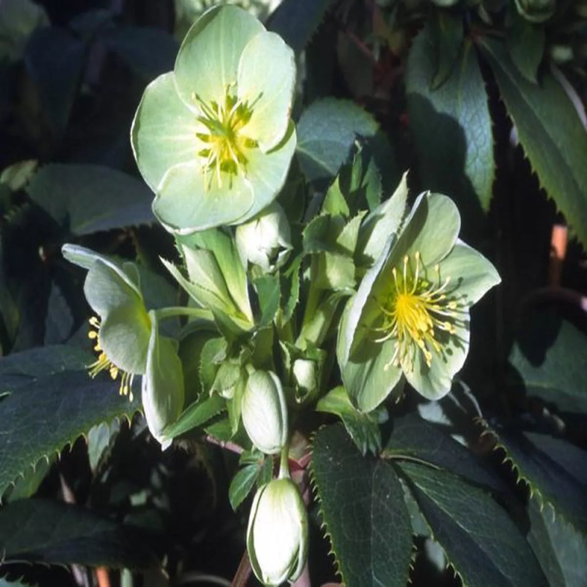 Helleborus argutifolius (1Litre Pot)Corsican hellebore