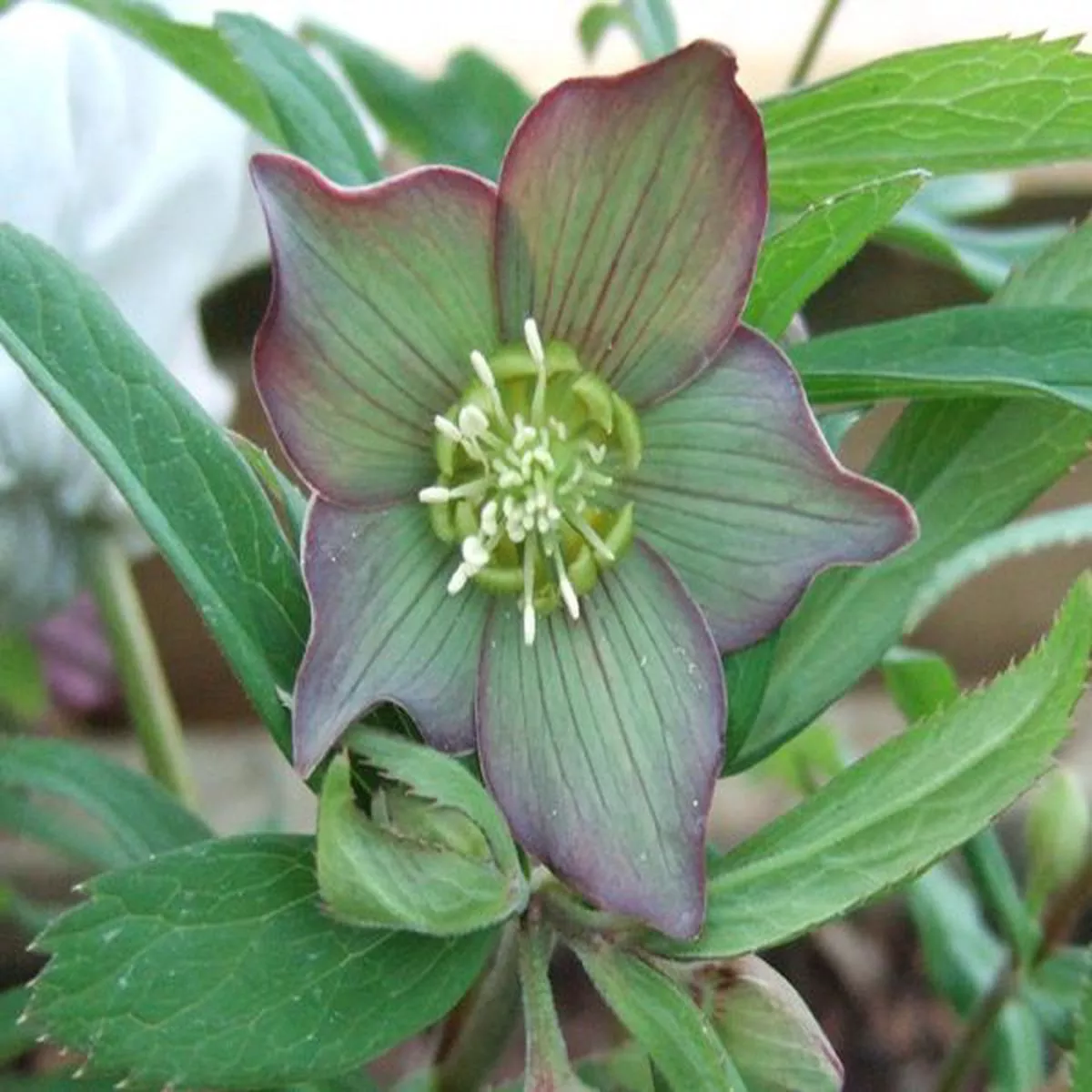 Helleborus croaticus