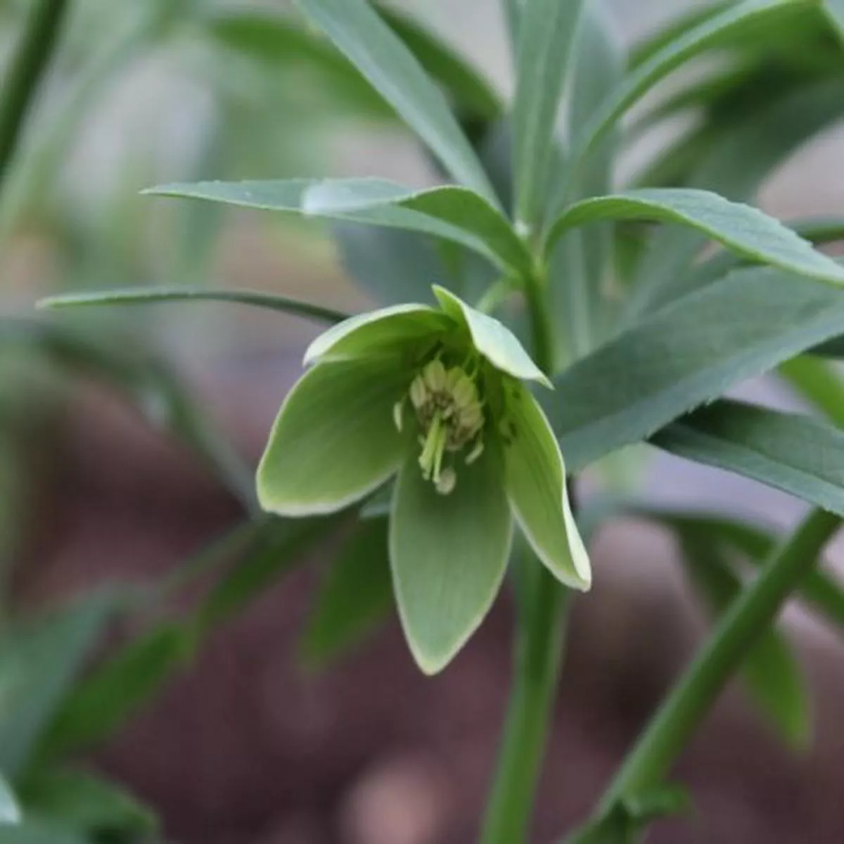 Helleborus dumetorum