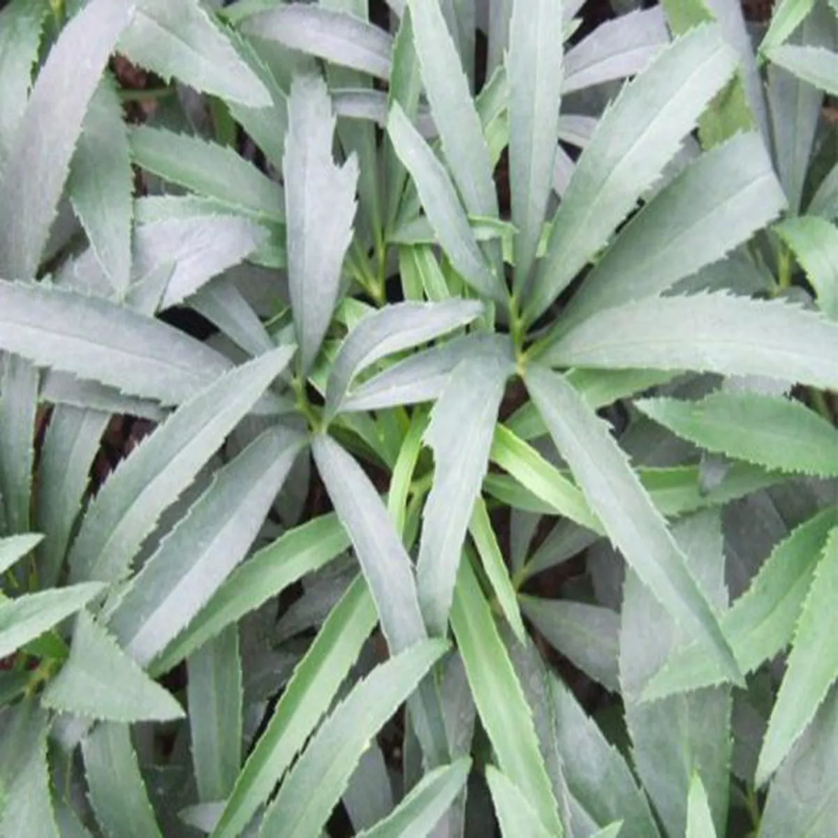 Helleborus foetidusstinking hellebore