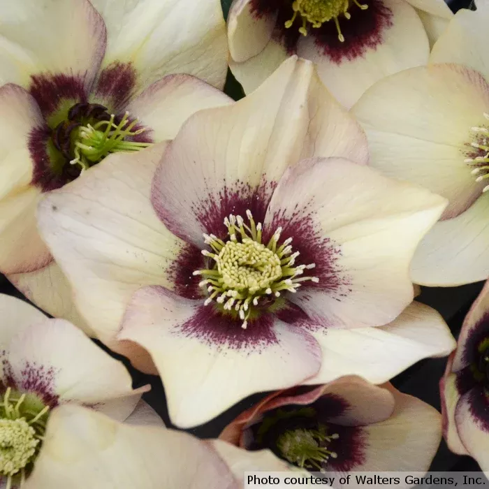 Helleborus HONEYMOON™ Series 'Sandy Shores'