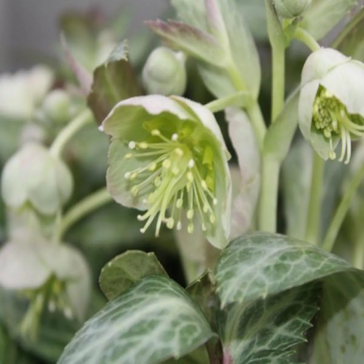 Helleborus lividus Purple Ear