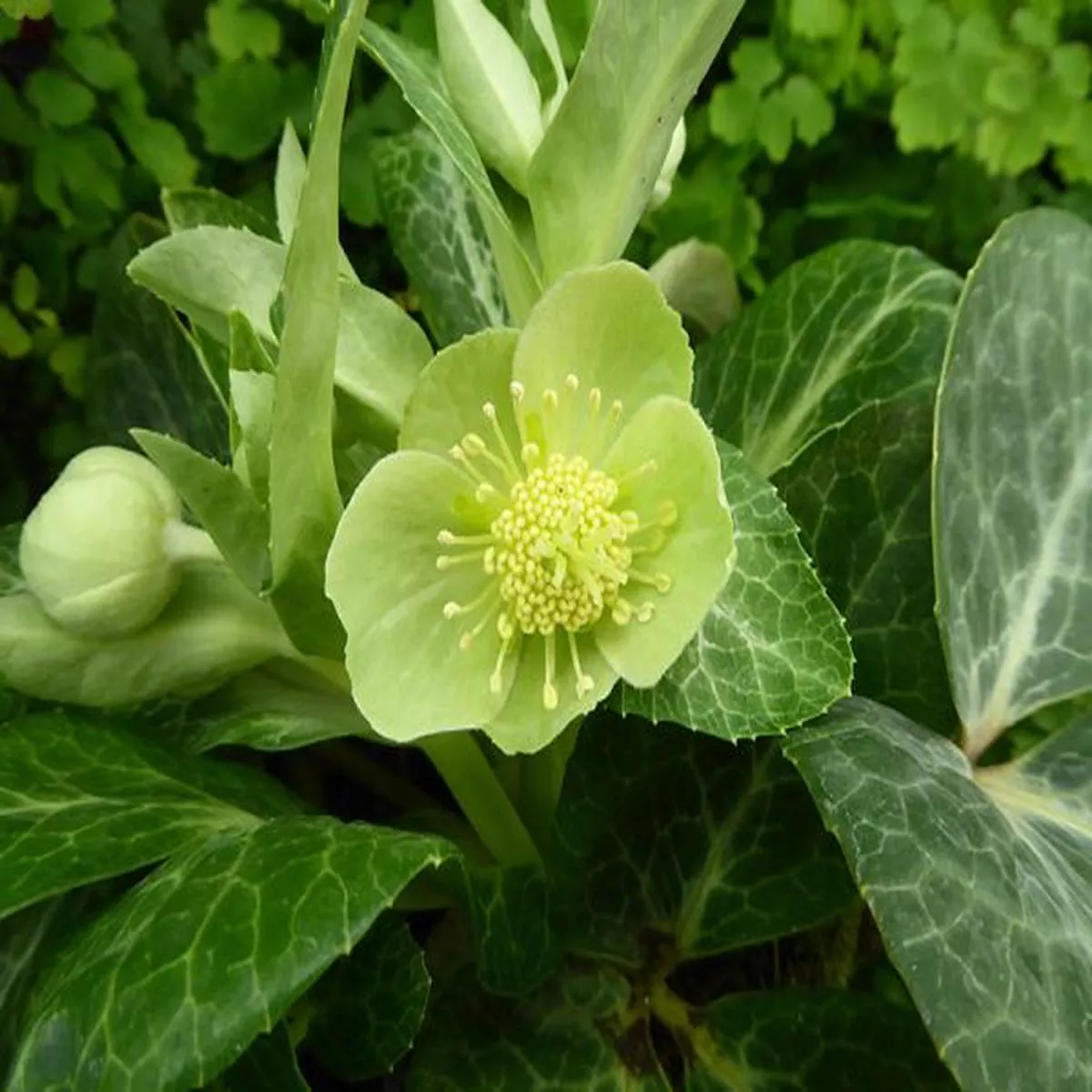 Helleborus lividus White Marble