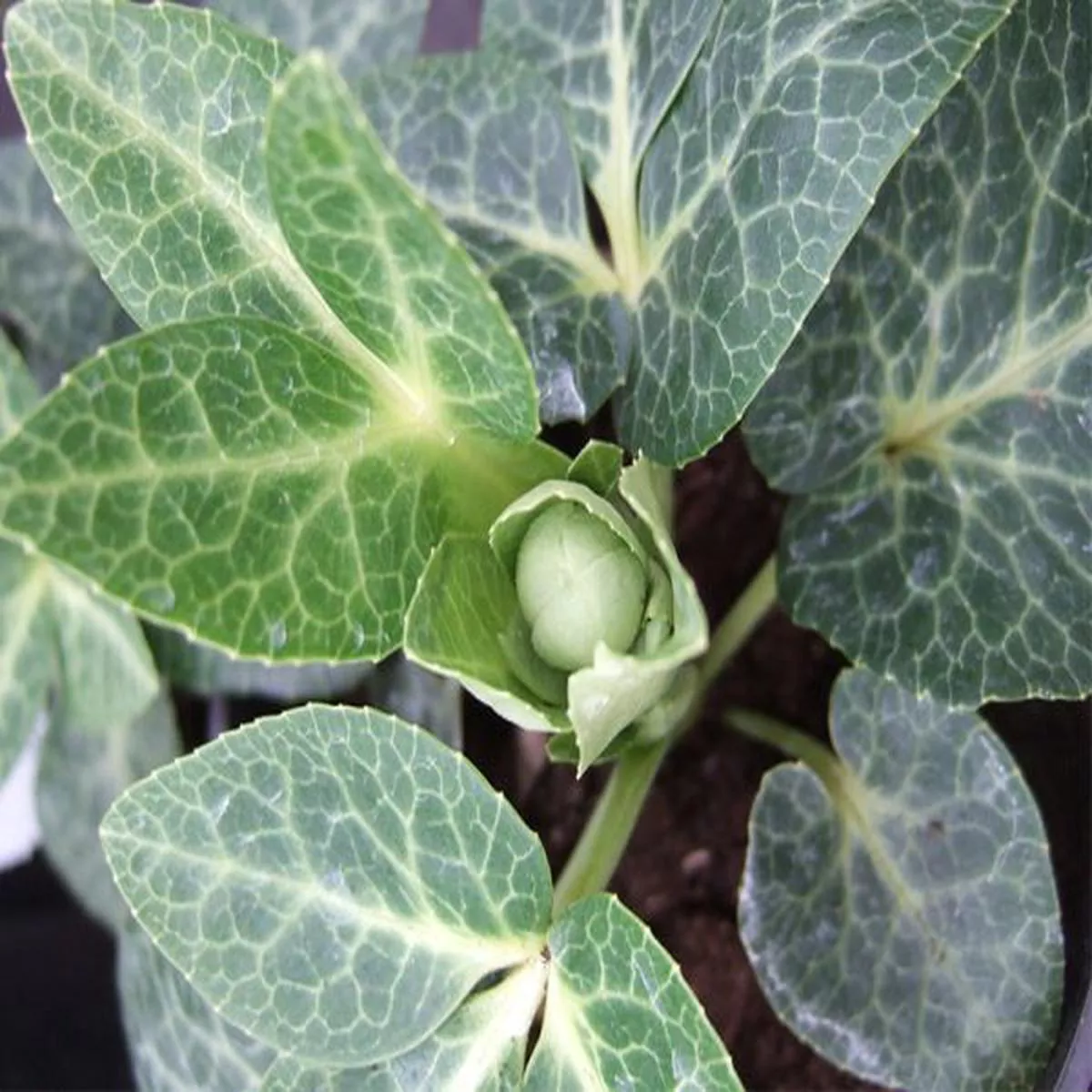 Helleborus lividus