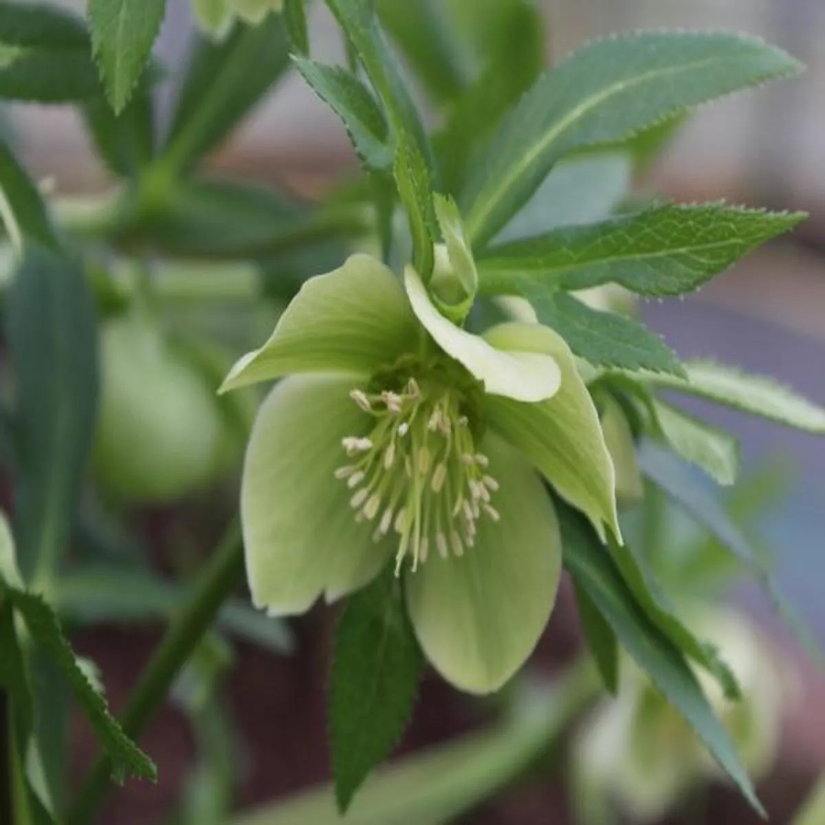 Helleborus multifidus bocconei