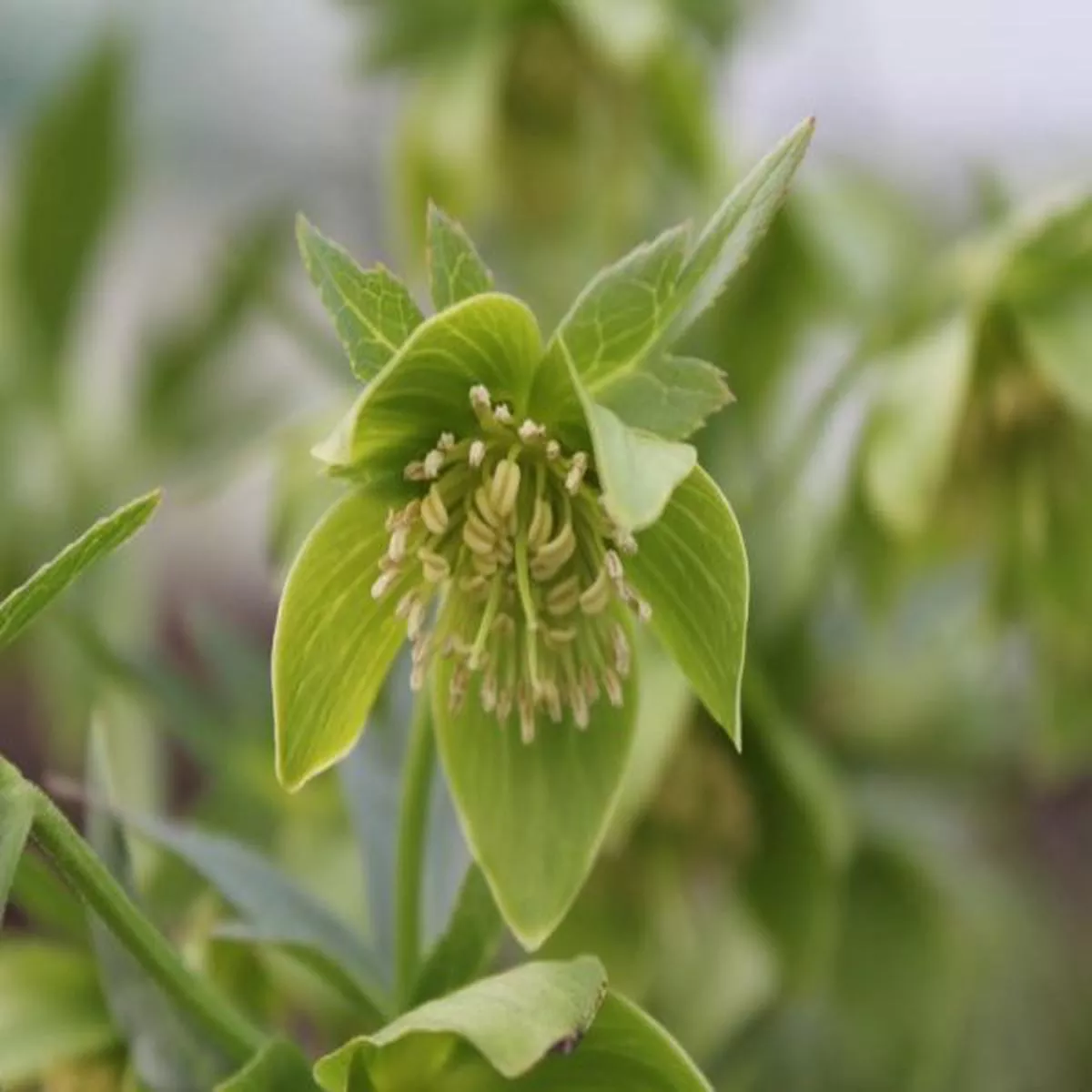 Helleborus multifidus subsp. istriacus