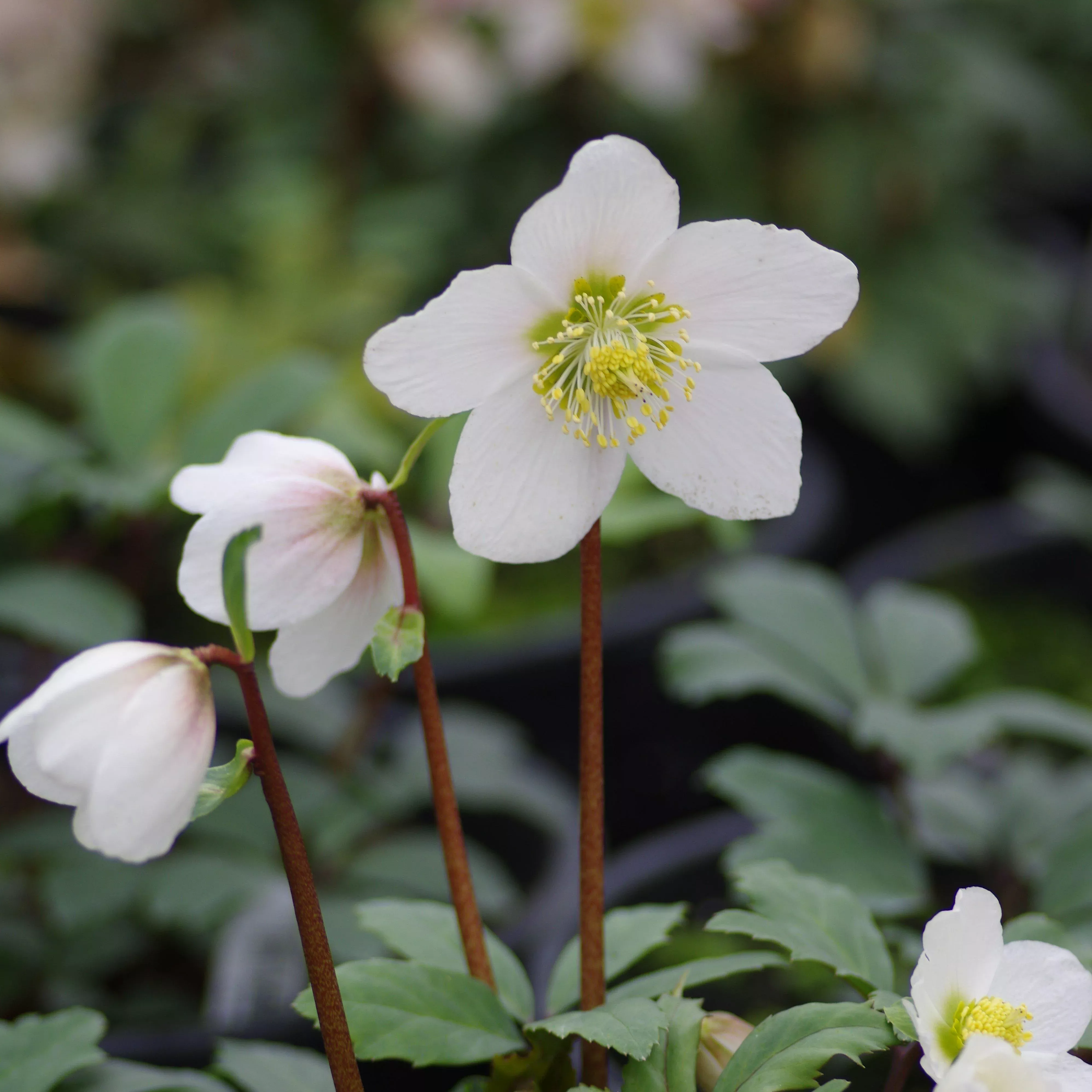 Helleborus niger 'HGC Jacob' PP17,799- HGC Jacob Christmas Rose