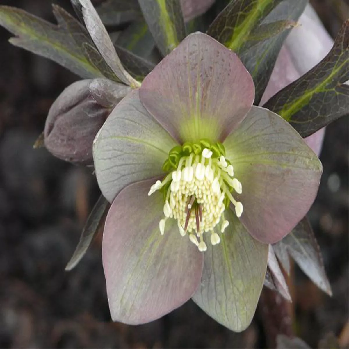 Helleborus purpurascens