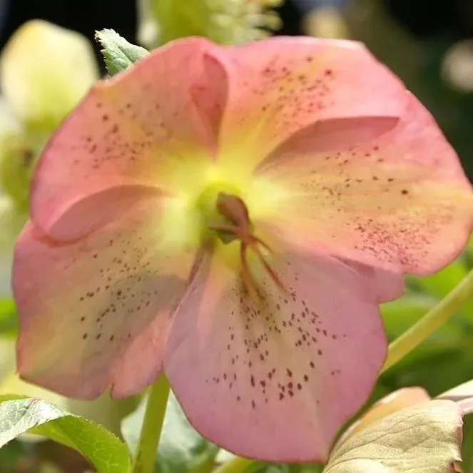 Helleborus 'Royal Heritage'- Royal Heritage™ Strain Lenten Rose