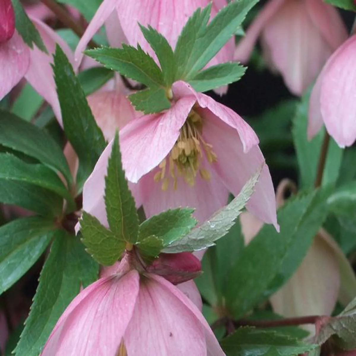 Helleborus thibetanus