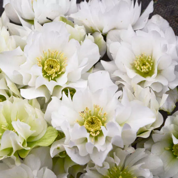 Helleborus 'Wedding Bells" LOCALLY GROWN