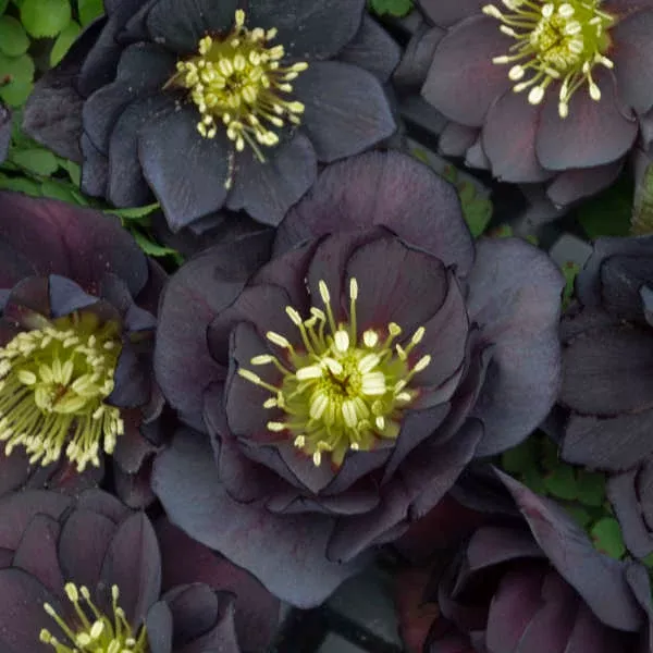 Helleborus WEDDING PARTY 'Dark and Handsome'