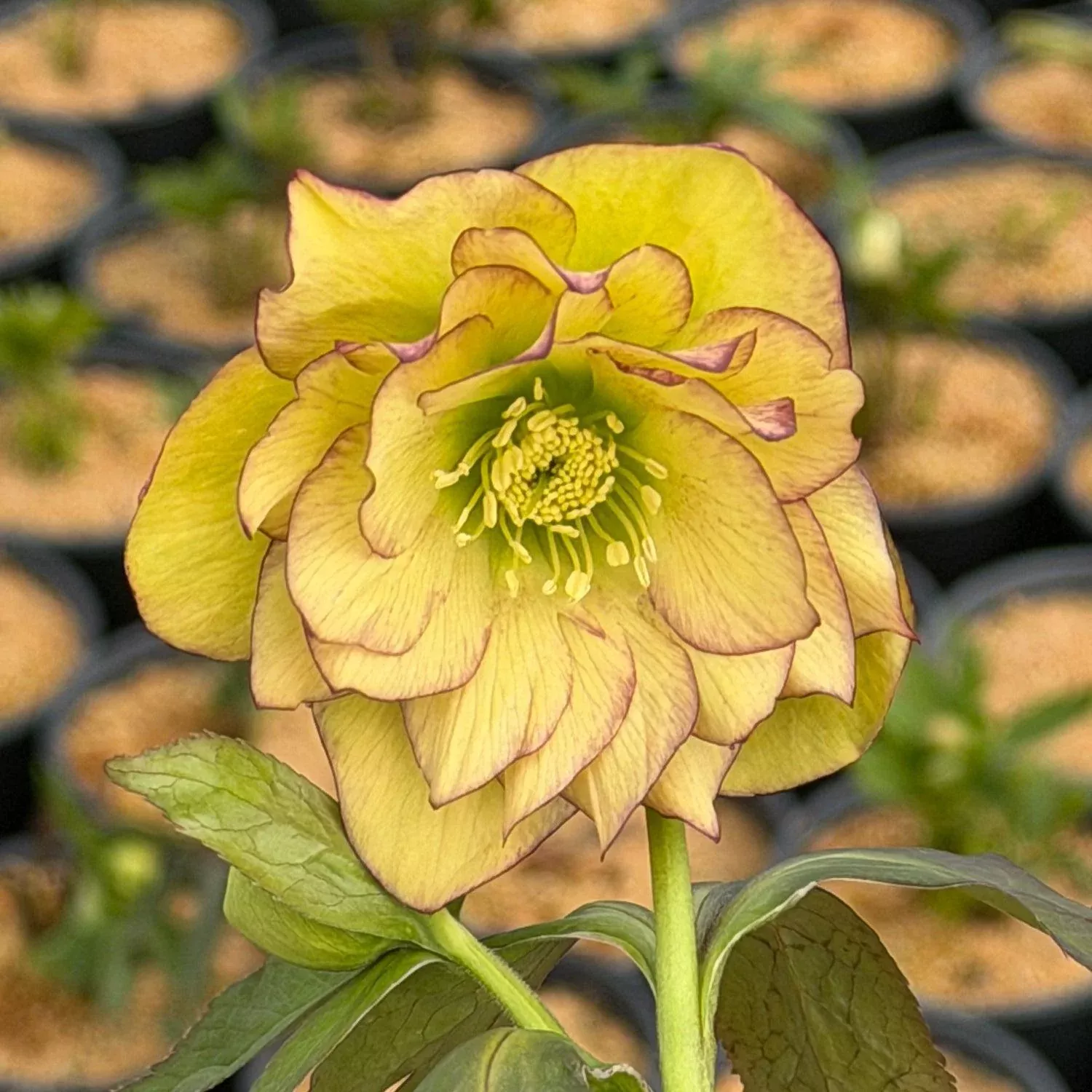 Helleborus Wedding Party Mixed Lenten Rose