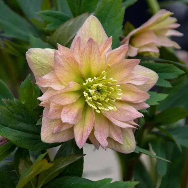 Helleborus WEDDING PARTY 'Mother of the Bride'