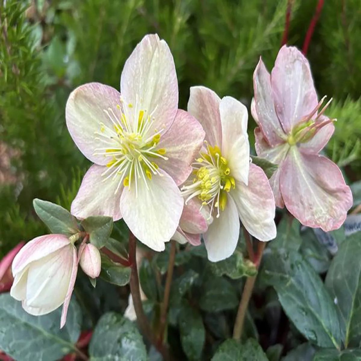 Helleborus x ballardiae HGC MaestroHellebore