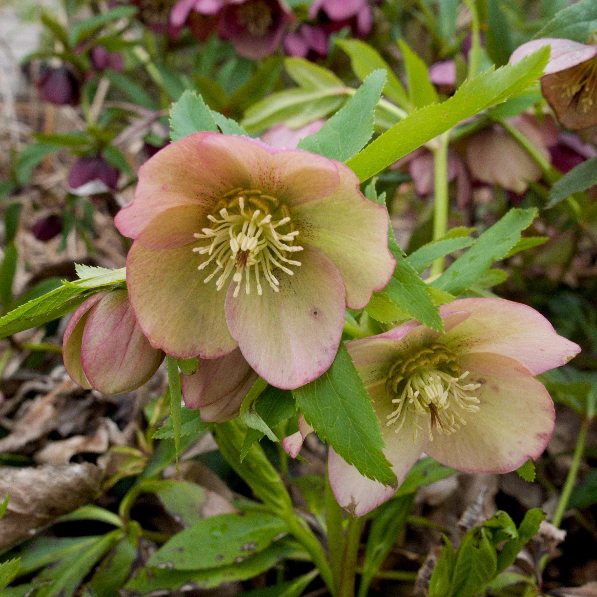 Helleborus x ericsmithii 'COSEH 730'- HGC Champion Lenten Rose