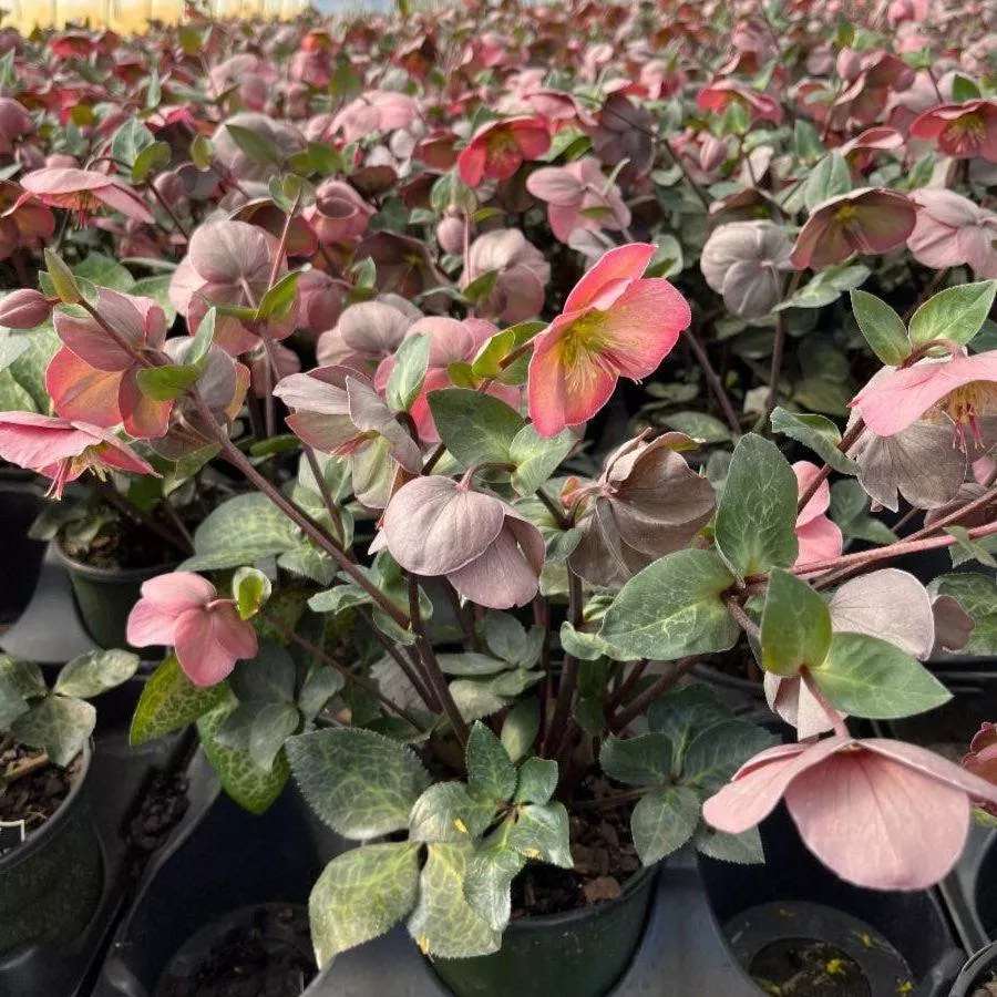 Helleborus x hybridus 'ABCRD01'- FrostKiss™ Penny's Pink Lenten Rose