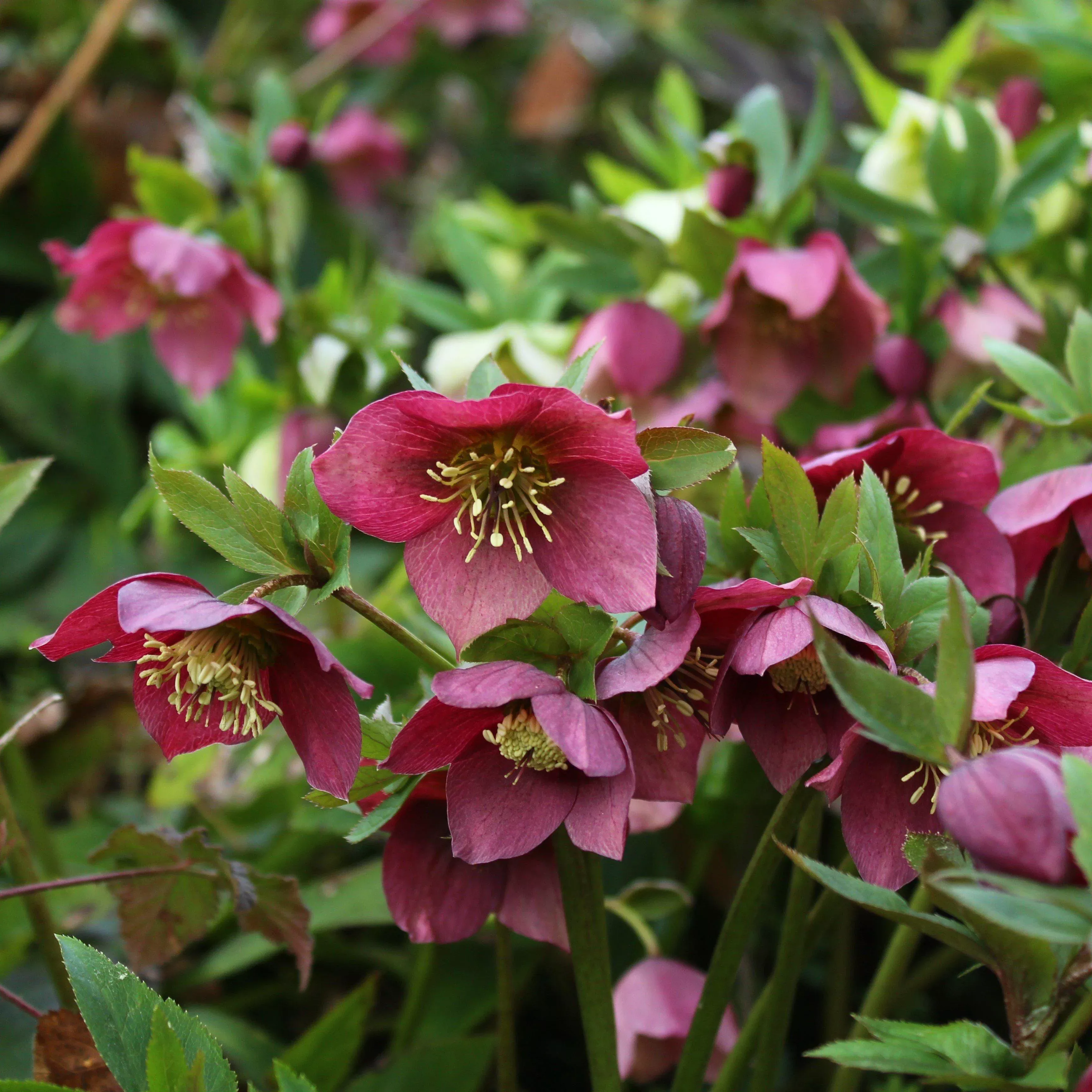 Helleborus x hybridus 'ABCRD02'- Frostkiss Anna's Red Lenten Rose