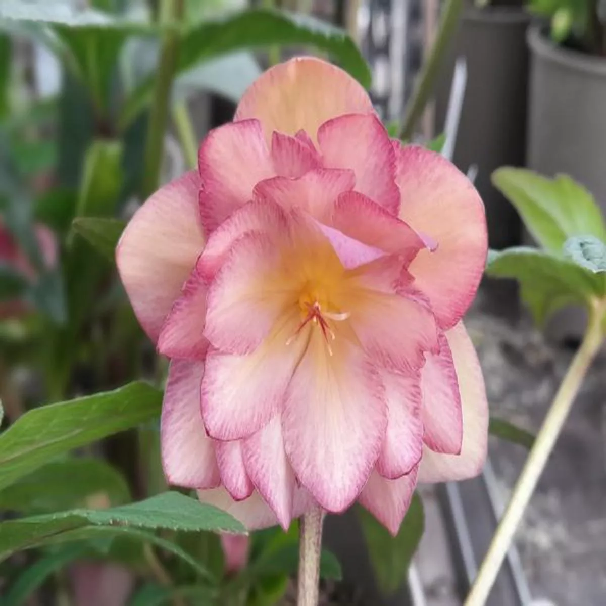 Helleborus x hybridus (Ashwood Evolution Group) Double Evolution Pink shadesLenten Rose