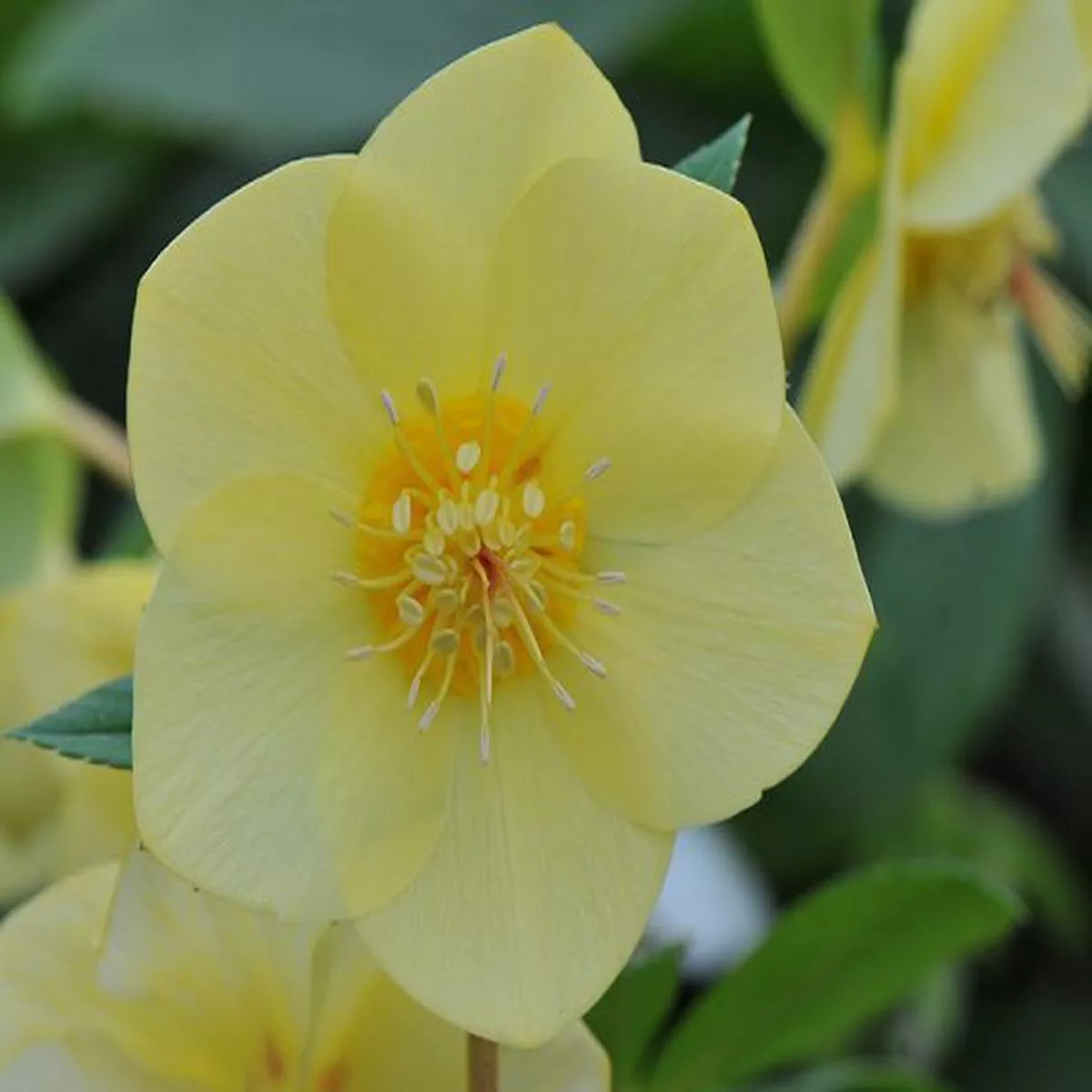 Helleborus x hybridus (Ashwood Evolution Group) Single Yellow, gold nectariesLenten Rose