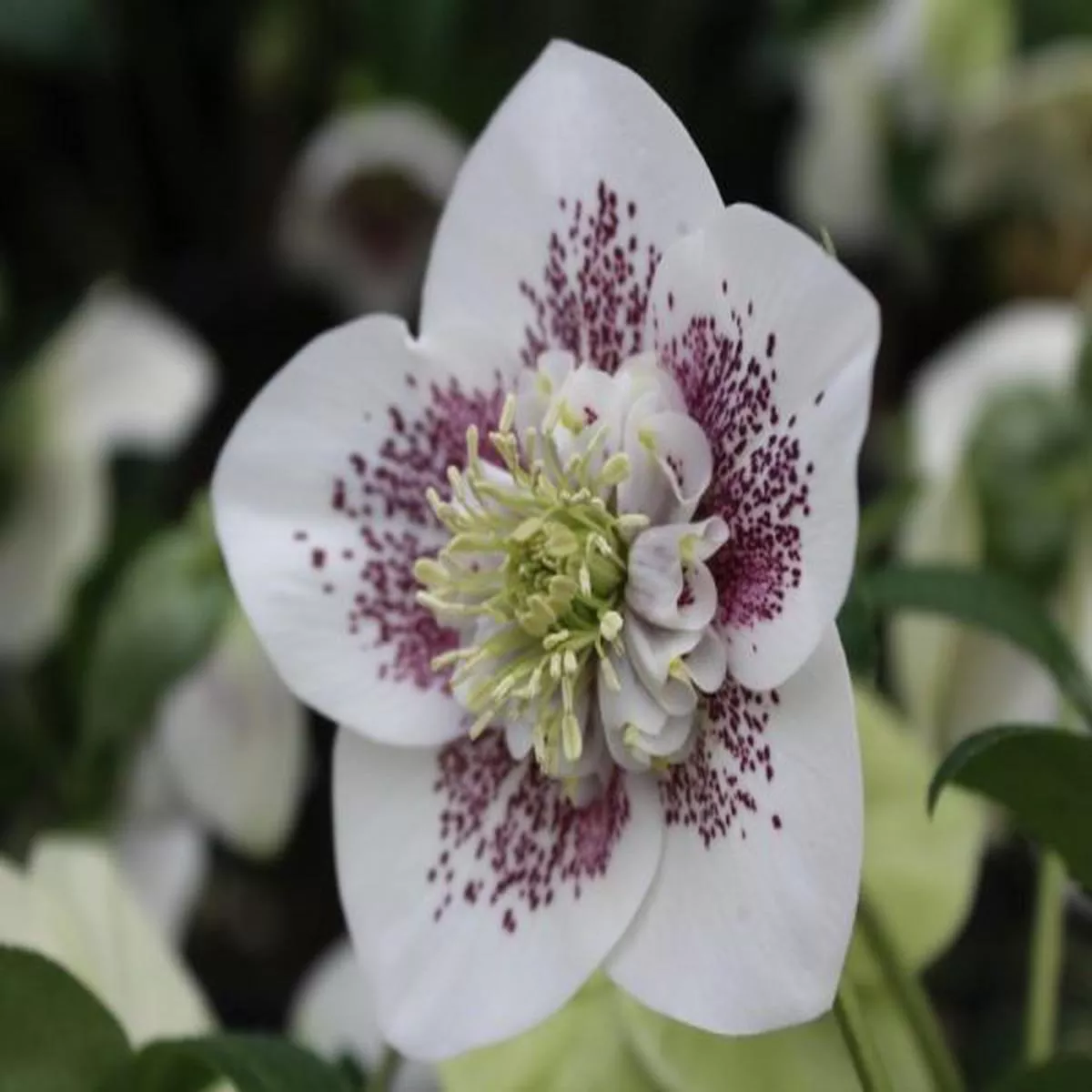 Helleborus x hybridus (Ashwood Garden Hybrids) Anemone White SpottedLenten Rose