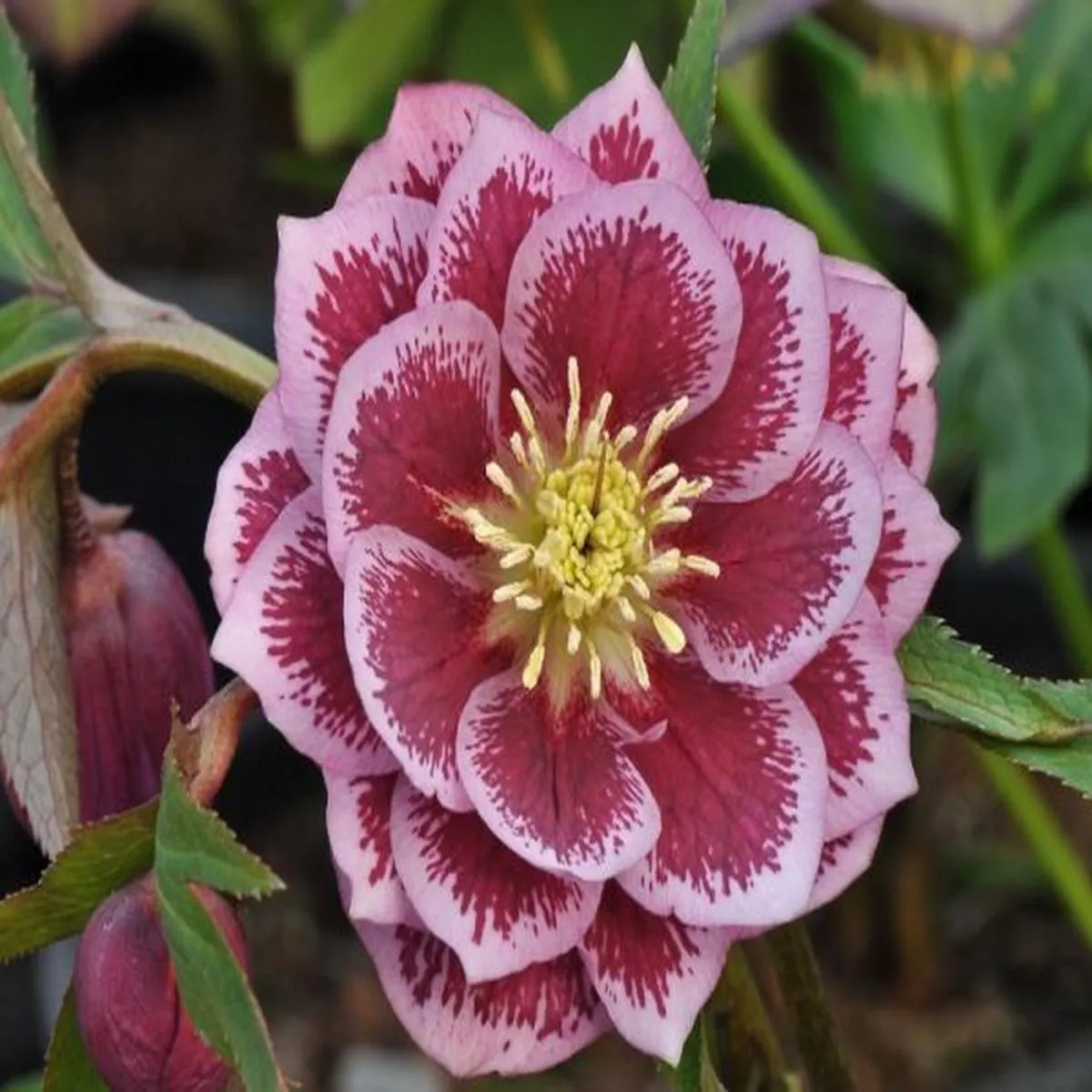 Helleborus x hybridus (Ashwood Garden Hybrids) Double pink blotchedLenten Rose