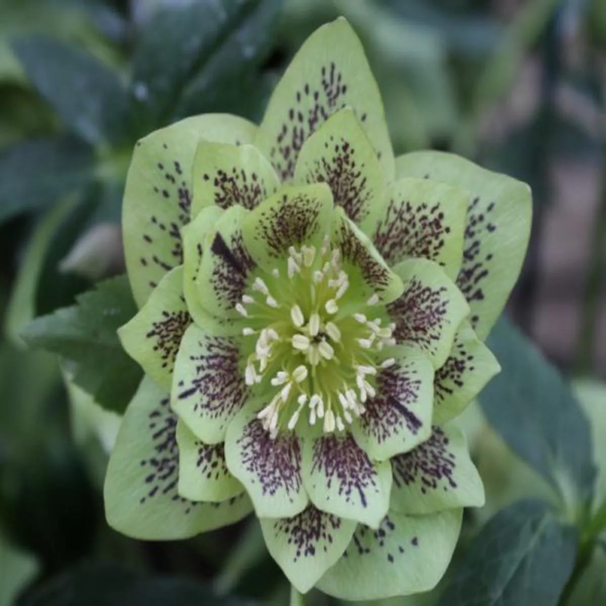 Helleborus x hybridus (Ashwood Garden Hybrids) Double Spotted GreenLenten Rose