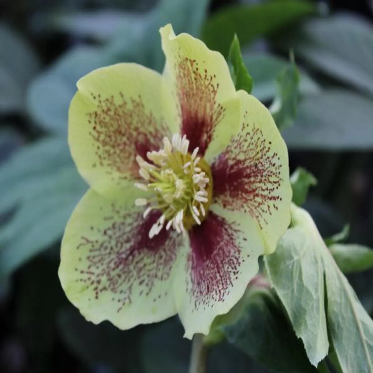 Helleborus x hybridus (Ashwood Garden Hybrids) Single green spottedLenten Rose