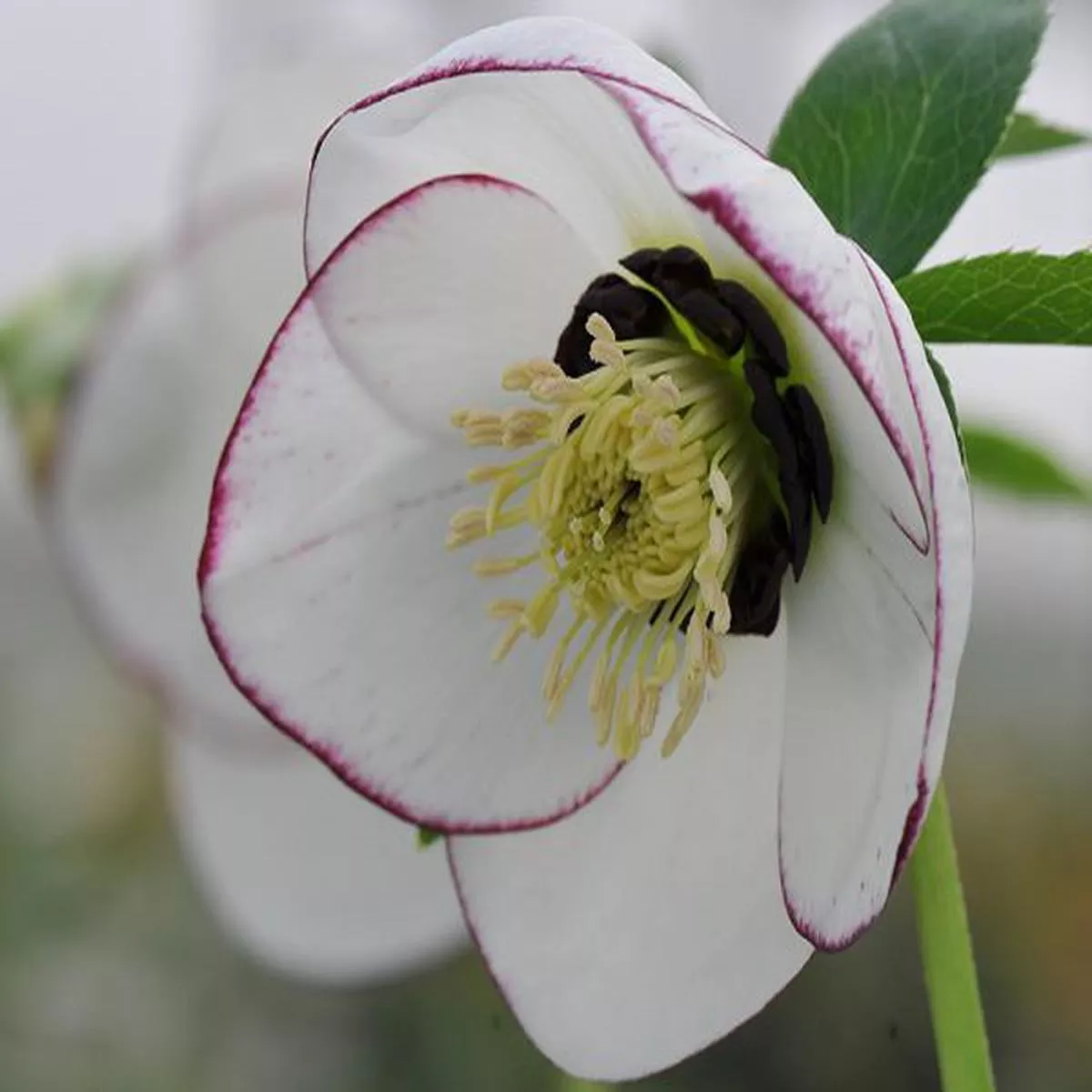 Helleborus x hybridus (Ashwood Garden Hybrids) Single white picotee dark nectariesLenten Rose