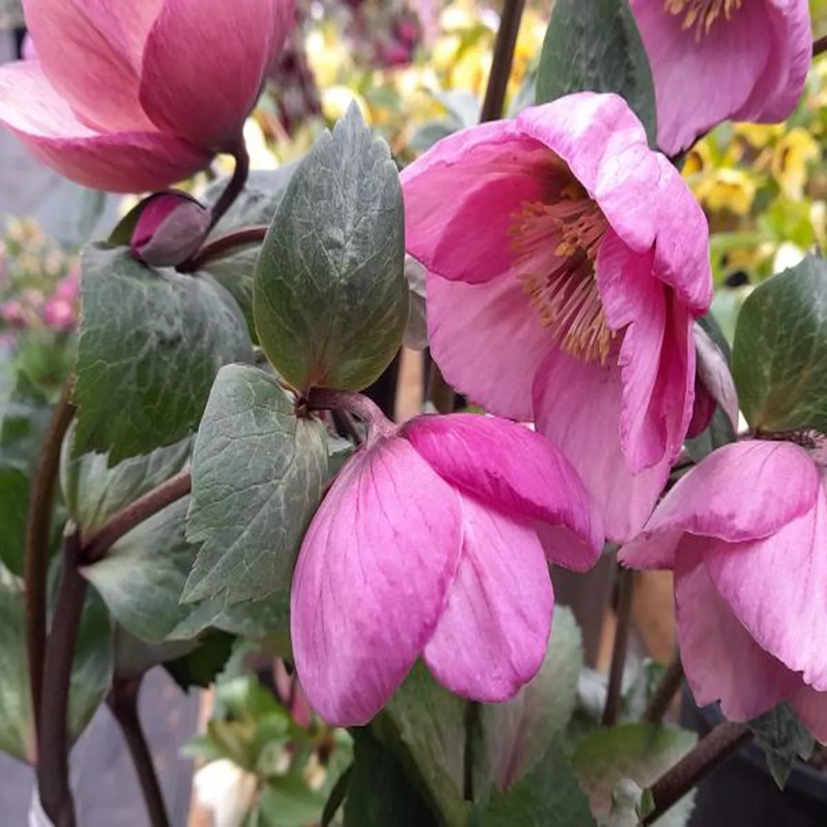 Helleborus x hybridus (Atlas Group)
