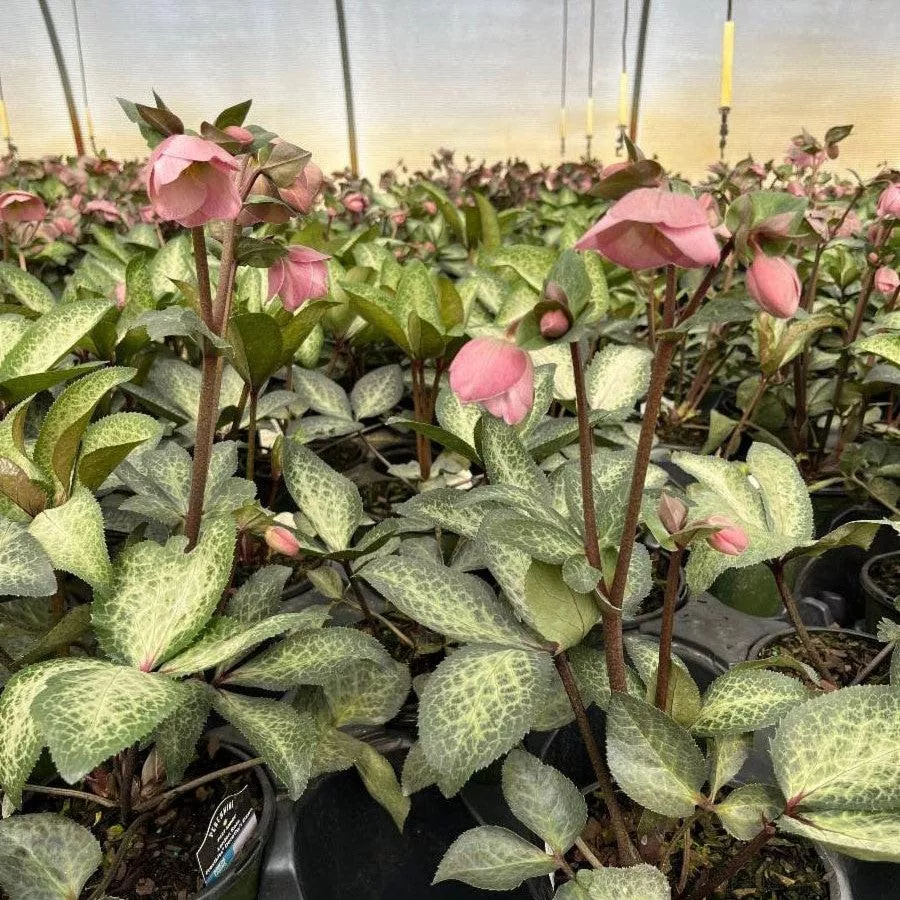 Helleborus x hybridus 'EPB 29'- FrostKiss™ Dorothy's Dawn Lenten Rose