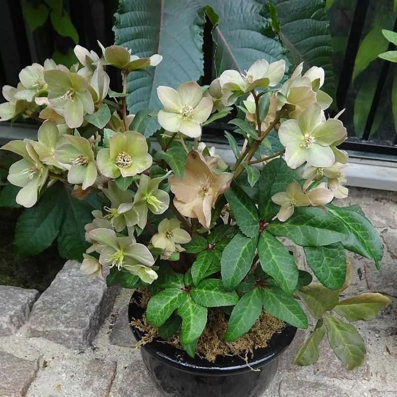 Helleborus x hybridus 'EPBRD01'- FrostKiss™ Molly's White Lenten Rose