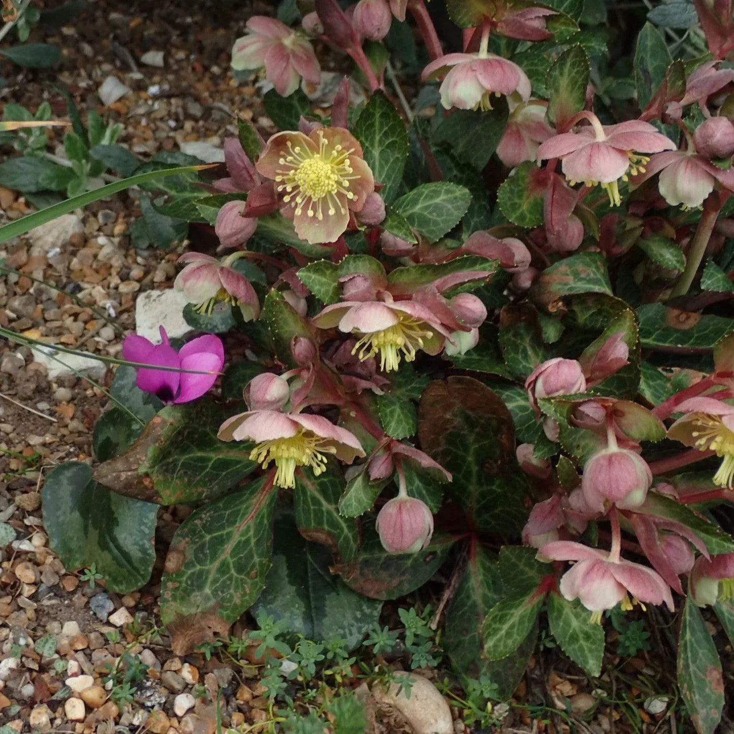 Helleborus x hybridus 'RD09'- FrostKiss™ Pippa's Purple Lenten Rose