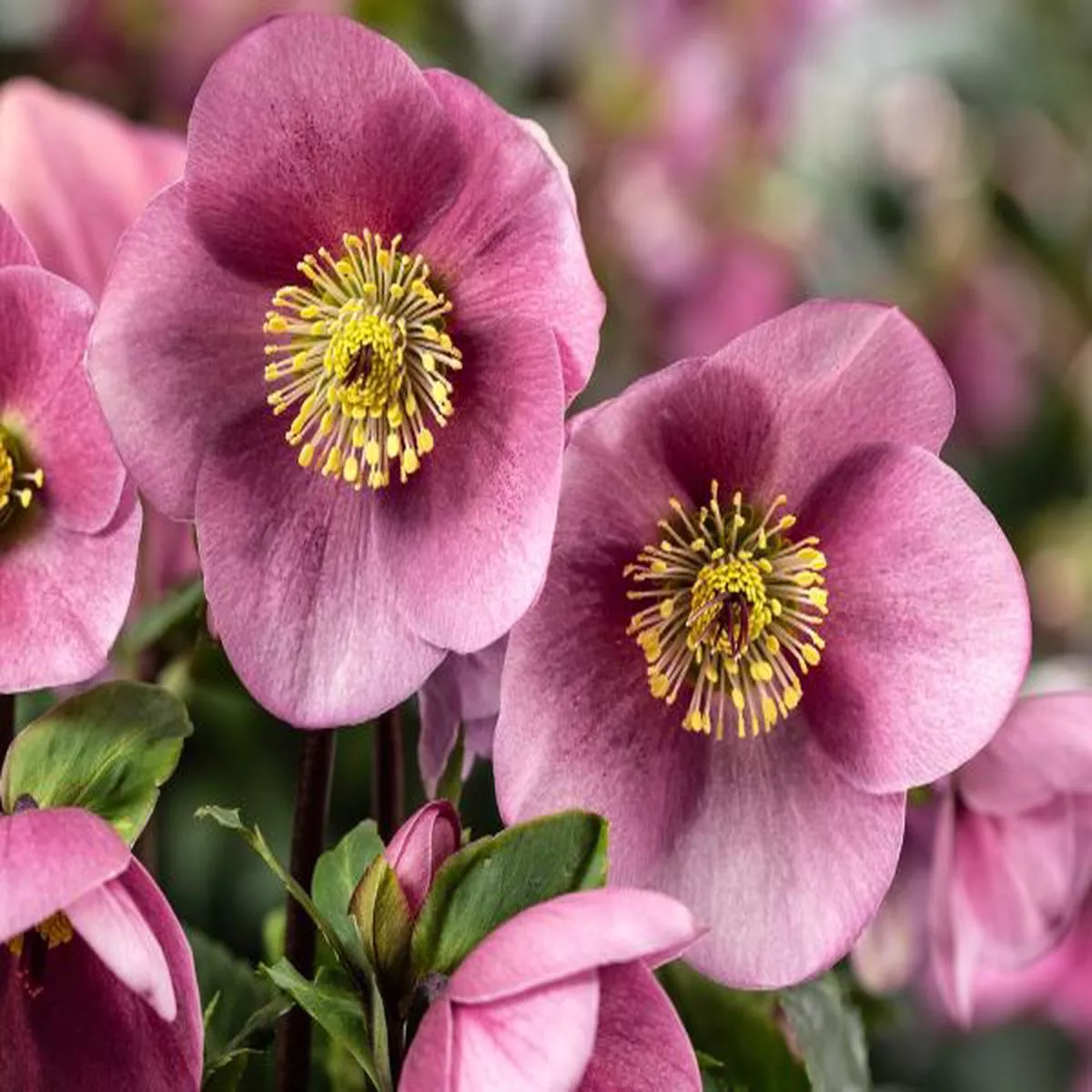 Helleborus x lemperii (Winter Ballet Series) HGC Kacy