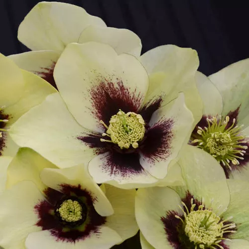 Helleborus x 'Spanish Flare' / Lenten Rose