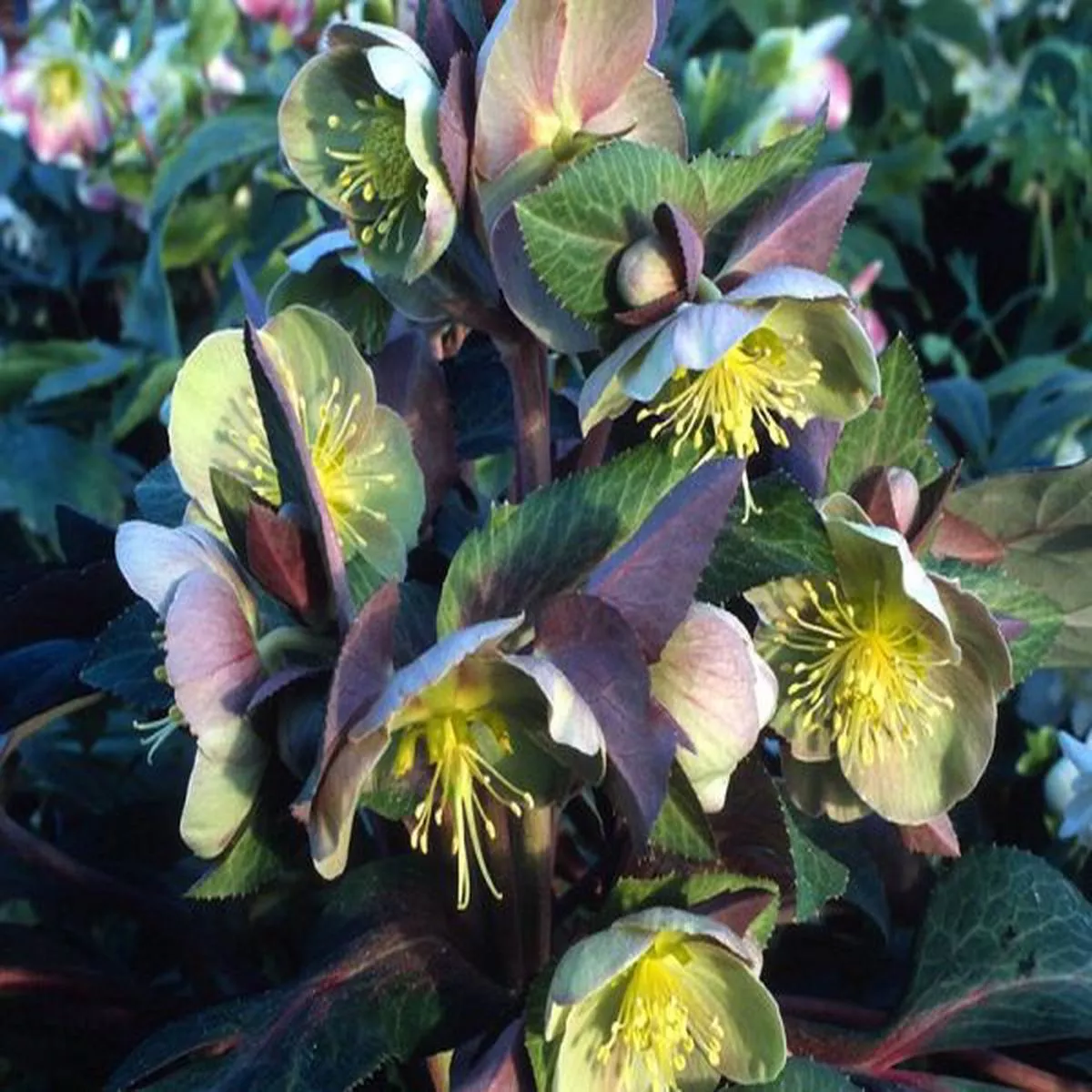 Helleborus x sternii Ashwood Strain