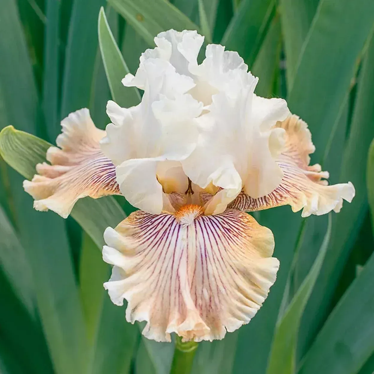 Hello Darling Bearded Iris