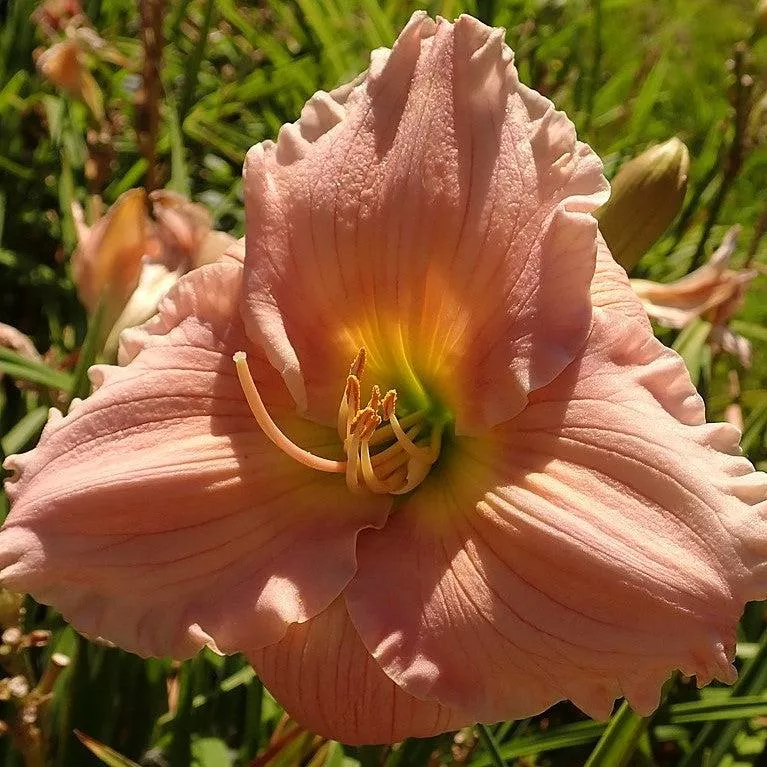 Hemerocallis 'Barbara Mitchell'- Barbara Mitchell Daylily