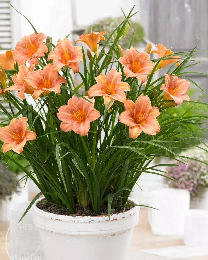 Hemerocallis EveryDaylily 'Pink Wing'