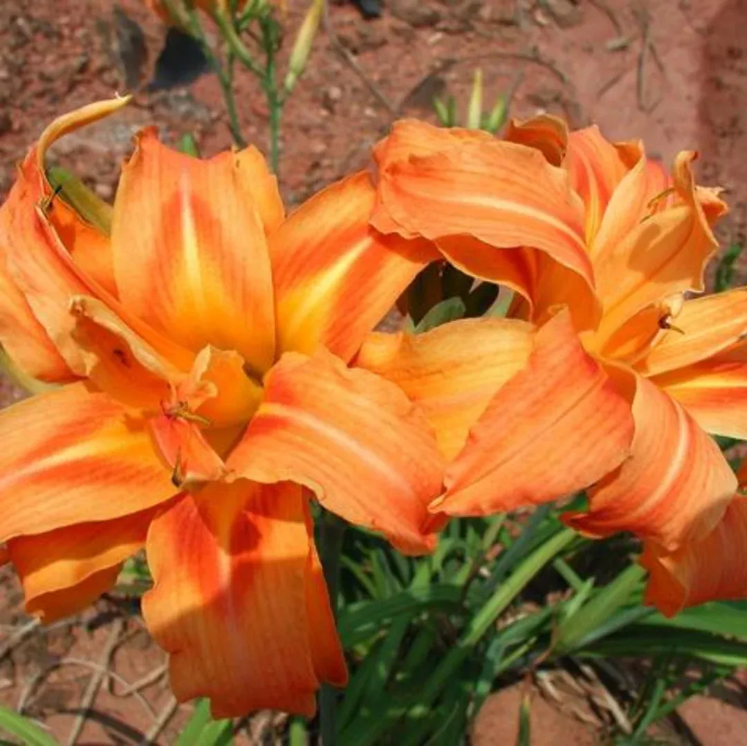 Hemerocallis Fulva Kwanso Double Orange Daylily Multipack