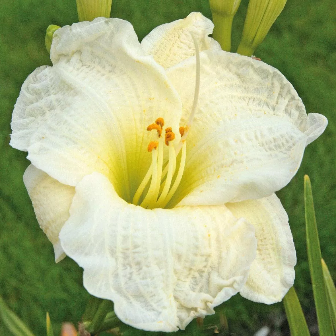 Hemerocallis 'Gentle Shepherd'- Gentle Shepherd Daylily